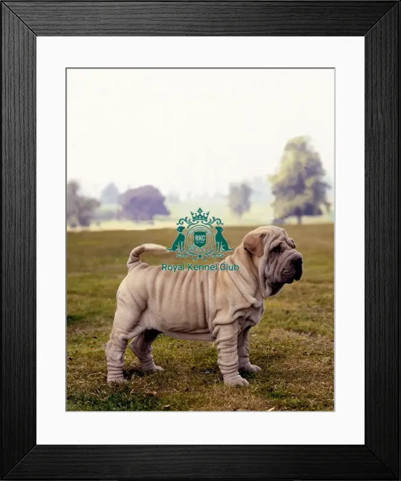 Framed Print : Shar Pei Puppy Framed Print : Shar Pei Puppy