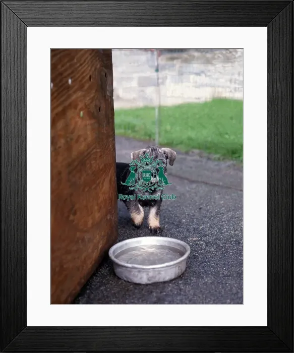Framed Print : Schnauzer puppy