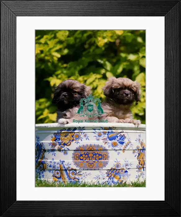 Framed Print : Tibetan Spaniel puppy (2) Framed Print : Tibetan Spaniel puppy (2)