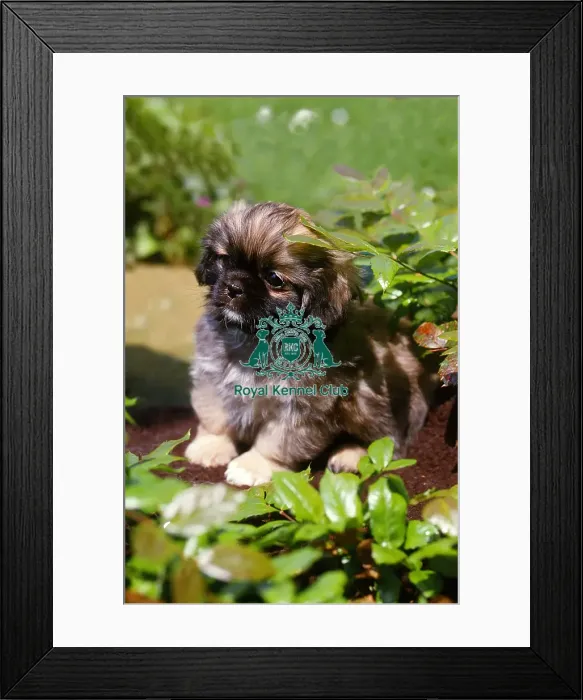 Framed Print : Tibetan Spaniel puppy Framed Print : Tibetan Spaniel puppy