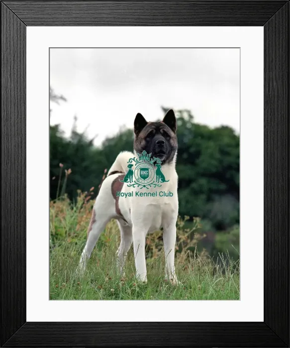 Framed Print : Akita Framed Print : Akita