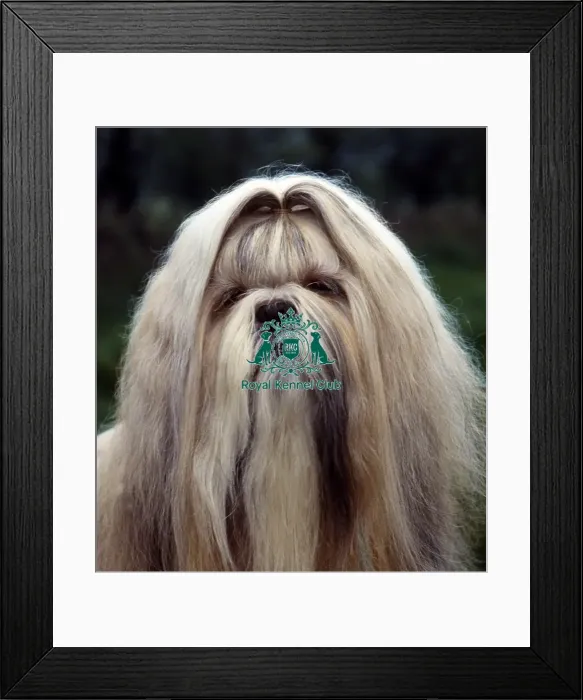 Framed Print : Lhasa Apso Framed Print : Lhasa Apso