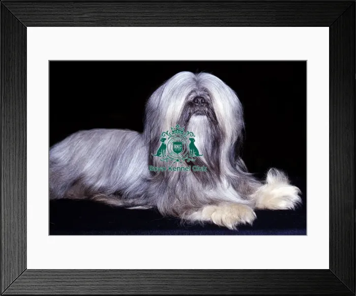 Framed Print : Lhasa Apso Framed Print : Lhasa Apso