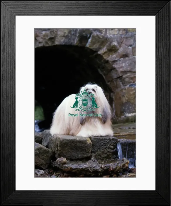 Framed Print : Lhasa Apso Framed Print : Lhasa Apso