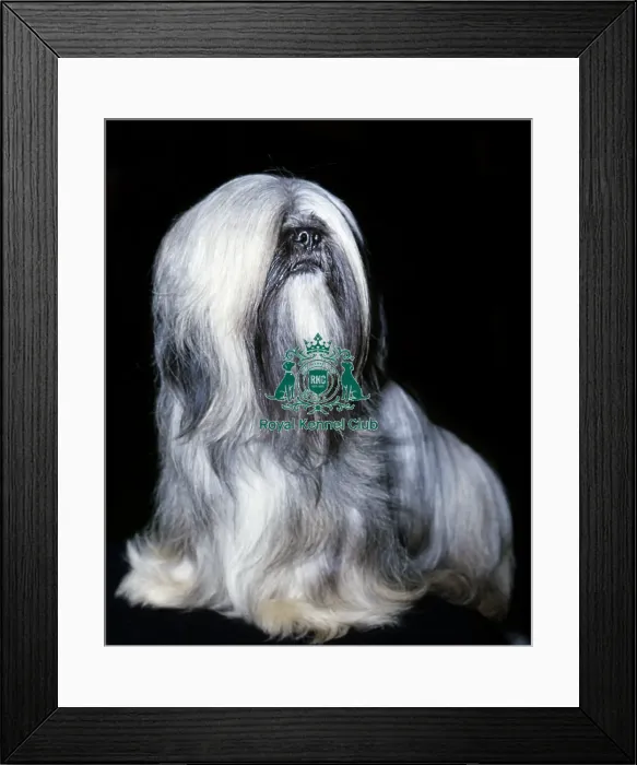 Framed Print : Lhasa Apso Framed Print : Lhasa Apso
