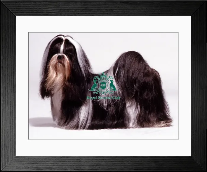 Framed Print : Lhasa Apso Framed Print : Lhasa Apso