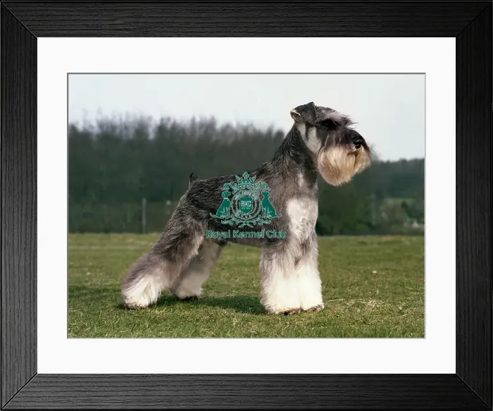 Framed Print : Schnauzer (Mini) Framed Print : Schnauzer (Mini)