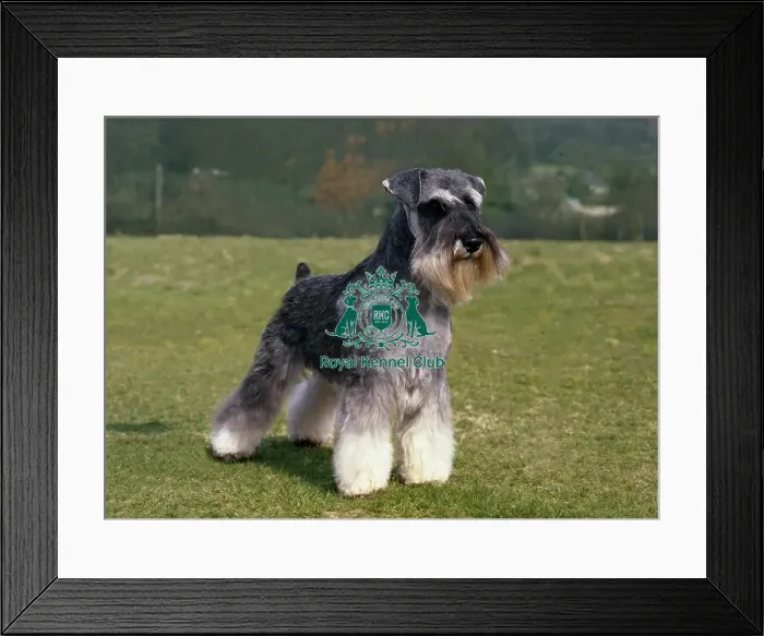 Framed Print : Miniature Schnauzer Framed Print : Miniature Schnauzer