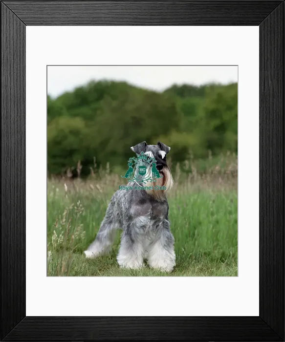 Framed Print : Miniature Schnauzer Framed Print : Miniature Schnauzer