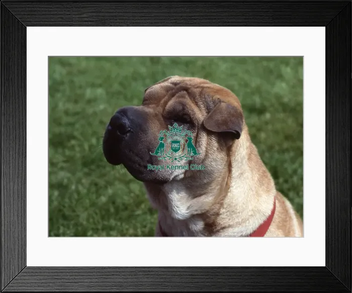Framed Print : Shar Pei Framed Print : Shar Pei