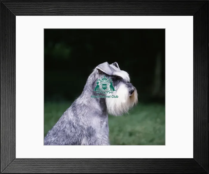 Framed Print : Schnauzer (Mini) Framed Print : Schnauzer (Mini)
