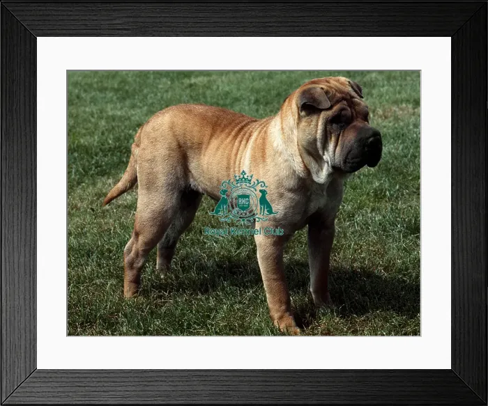 Framed Print : Shar Pei Framed Print : Shar Pei