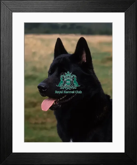 Framed Print : Akita Framed Print : Akita