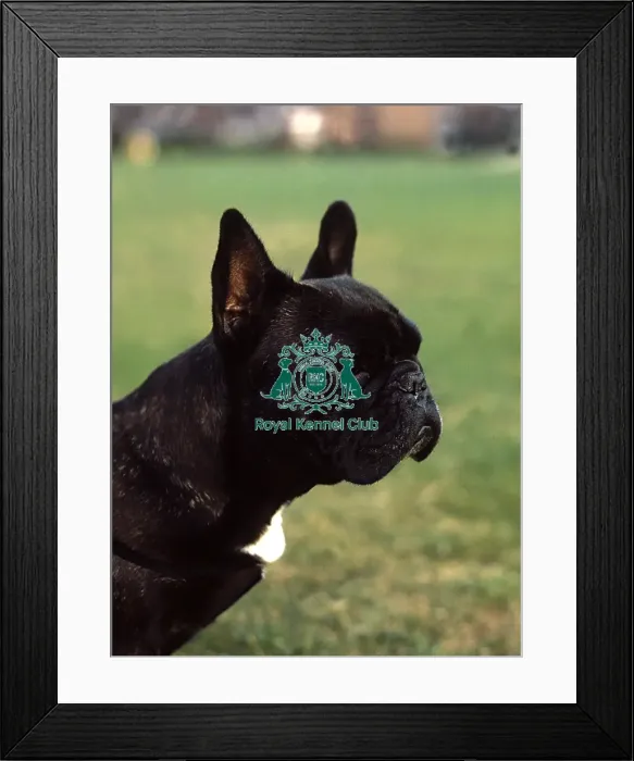 Framed Print : French Bulldog Framed Print : French Bulldog