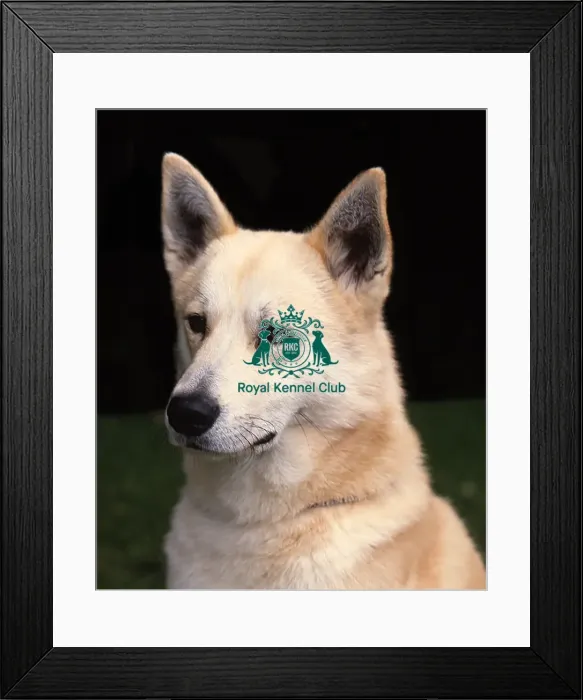 Framed Print : Canaan Dog Framed Print : Canaan Dog