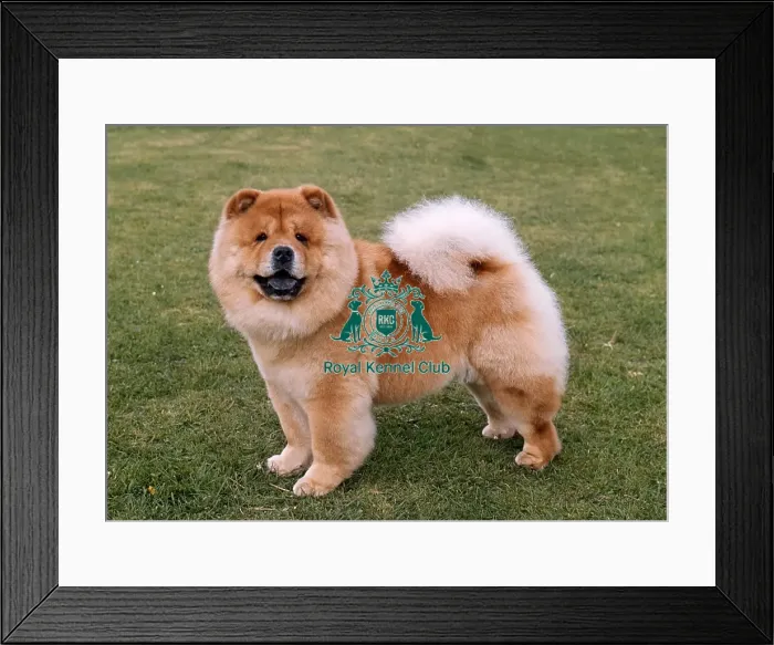 Framed Print : Chow Chow Framed Print : Chow Chow