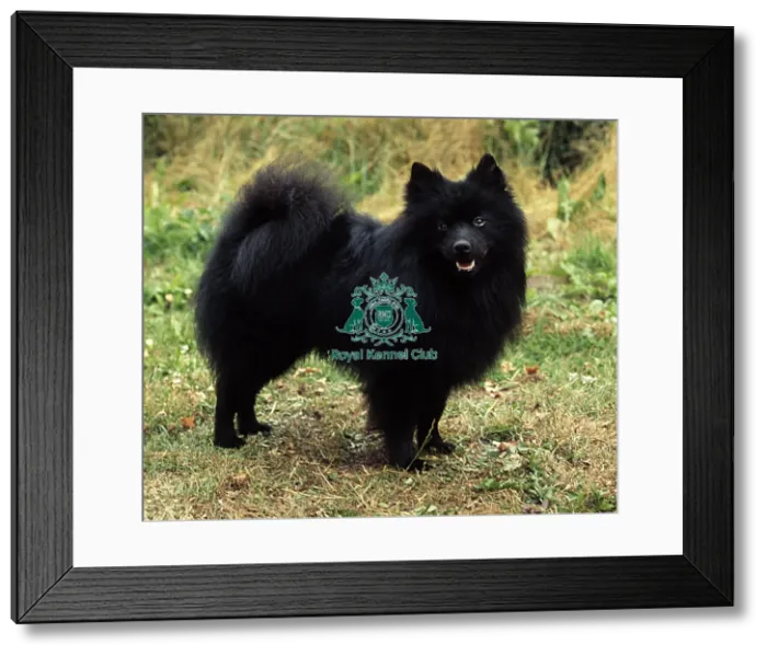 Framed Print : German Spitz (Mittel) Framed Print : German Spitz (Mittel)