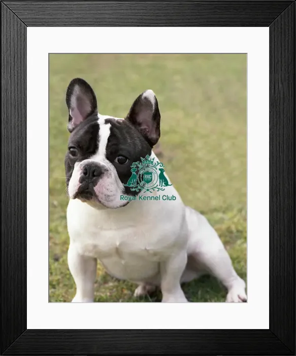 Framed Print : French Bulldog Framed Print : French Bulldog
