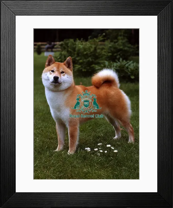 Framed Print : Japanese Shiba Inu Framed Print : Japanese Shiba Inu