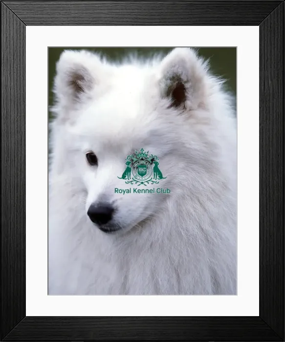 Framed Print : Japanese Spitz Framed Print : Japanese Spitz