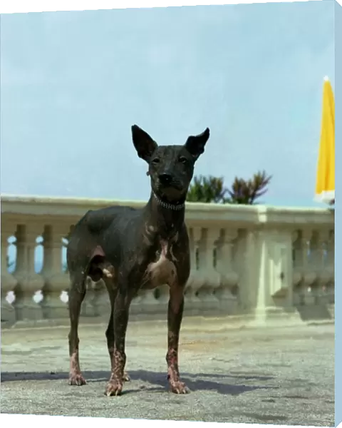 Mexican Hairless (Standard)