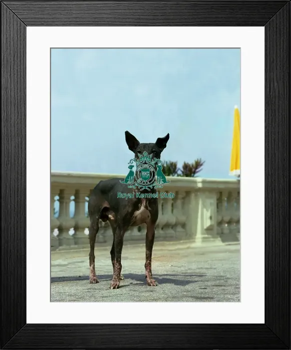 Framed Print : Mexican Hairless (Standard) Framed Print : Mexican Hairless (Standard)