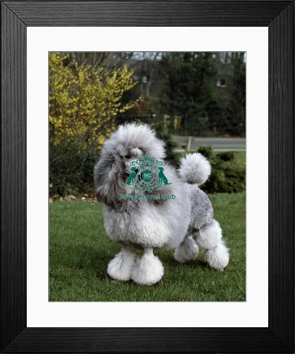 Framed Print : Poodle (Mini)