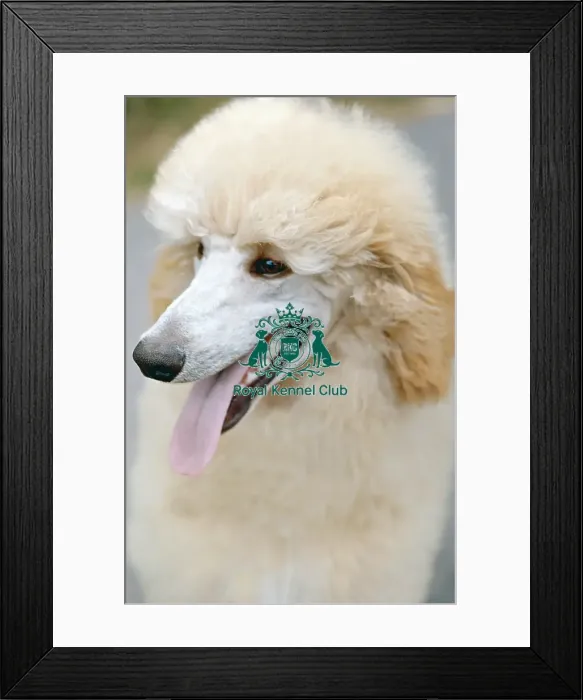 Framed Print : Poodle (Standard) Framed Print : Poodle (Standard)
