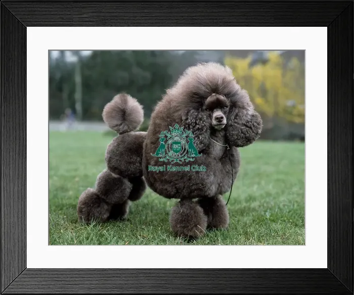 Framed Print : Poodle (Toy) Framed Print : Poodle (Toy)