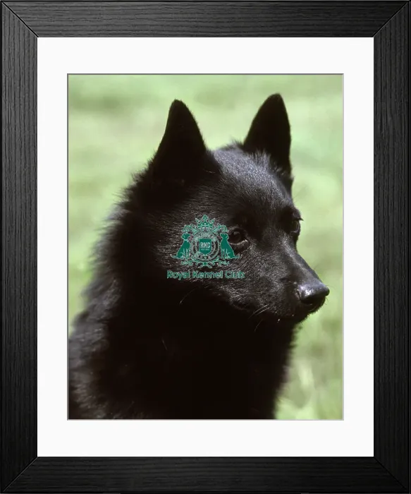 Framed Print : Schipperke Framed Print : Schipperke