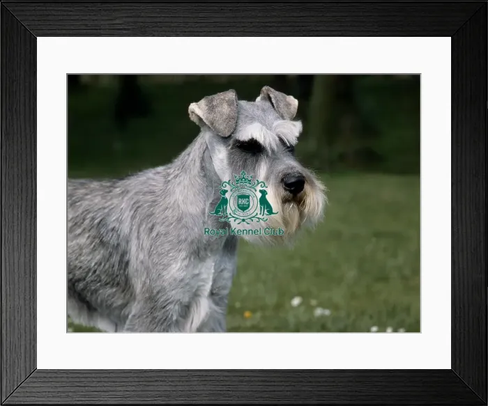Framed Print : Schnauzer Framed Print : Schnauzer