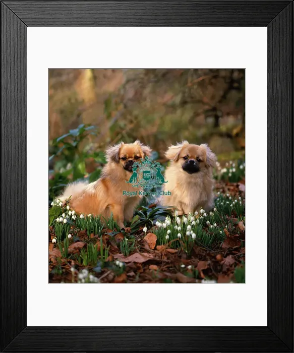 Framed Print : Tibetan Spaniels Framed Print : Tibetan Spaniels