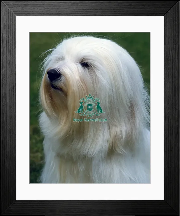 Framed Print : Tibetan Terrier Framed Print : Tibetan Terrier