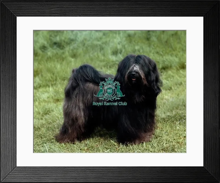 Framed Print : Tibetan Terrier Framed Print : Tibetan Terrier