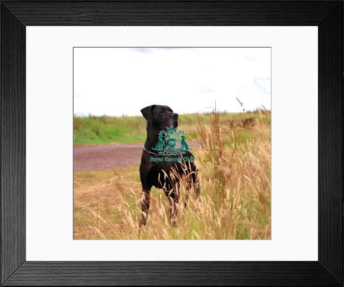 Framed Print : Great Dane Framed Print : Great Dane