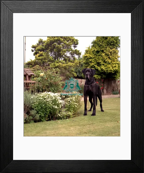 Framed Print : Great Dane Framed Print : Great Dane