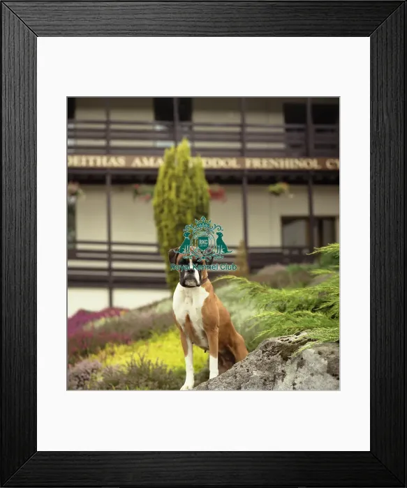 Framed Print : Boxer Framed Print : Boxer