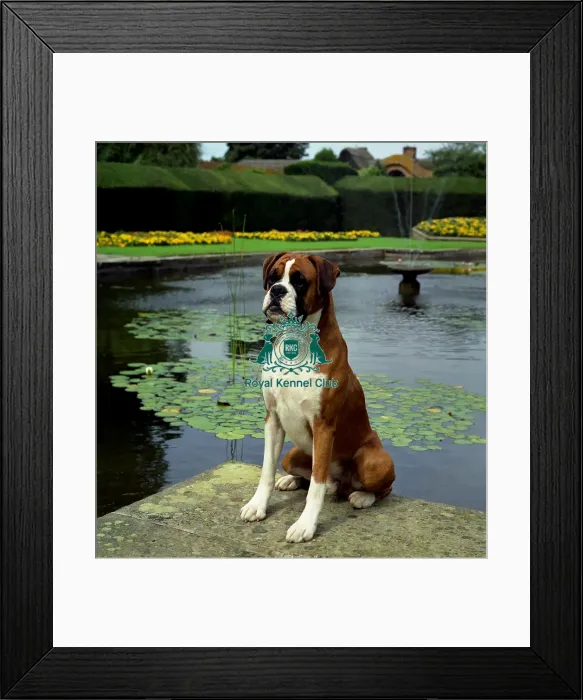 Framed Print : Boxer Framed Print : Boxer