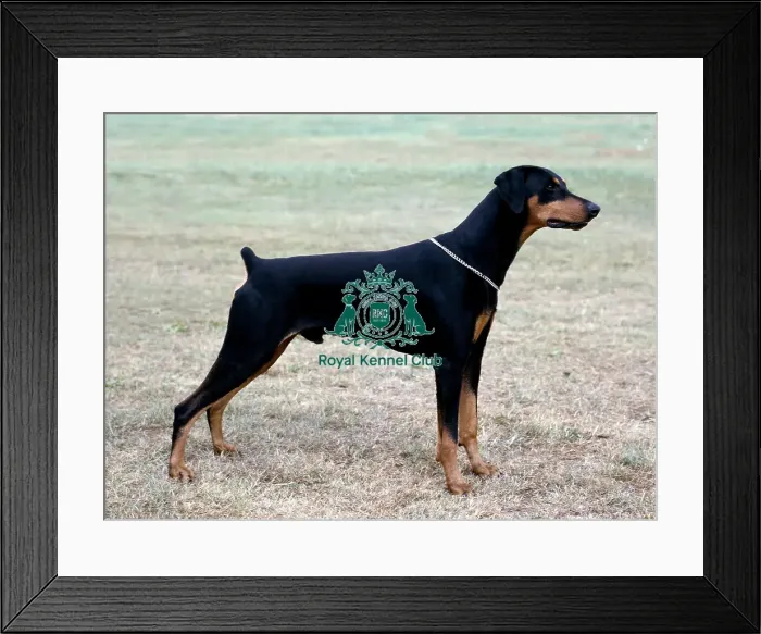 Framed Print : Dobermann