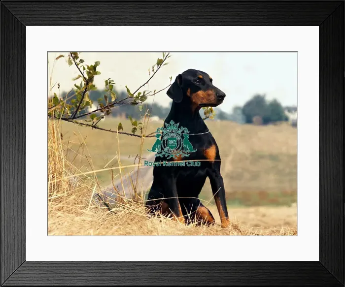Framed Print : Dobermann Framed Print : Dobermann