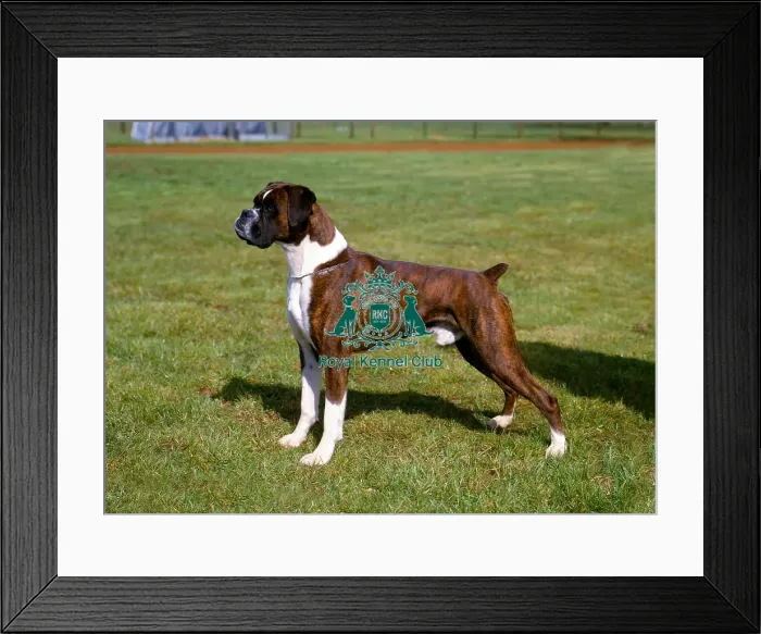 Framed Print : Boxer Framed Print : Boxer