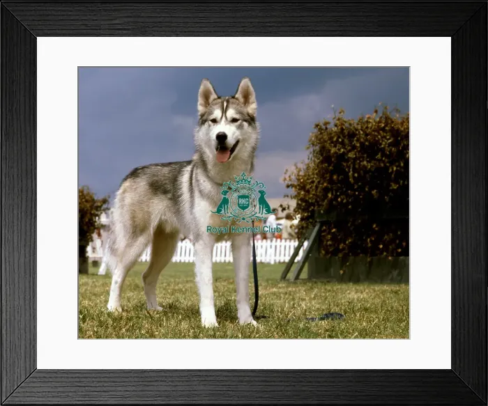 Framed Print : Siberian Husky Framed Print : Siberian Husky