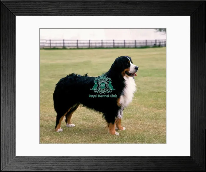 Framed Print : Bernese Mountain Dog Framed Print : Bernese Mountain Dog