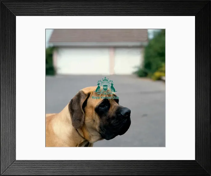 Framed Print : Mastiff Framed Print : Mastiff