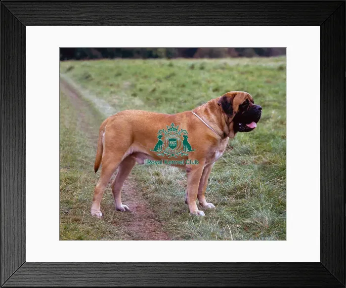 Framed Print : Mastiff Framed Print : Mastiff