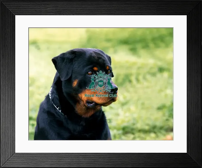Framed Print : Rottweiler Framed Print : Rottweiler