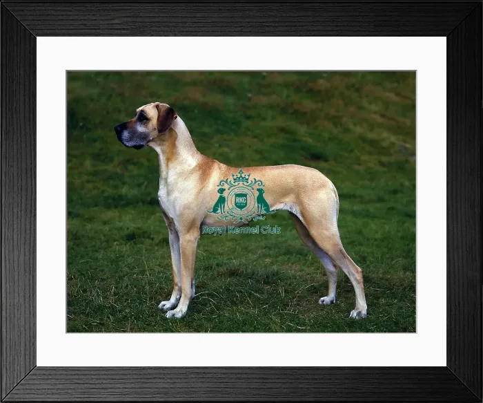 Framed Print : Great Dane Framed Print : Great Dane