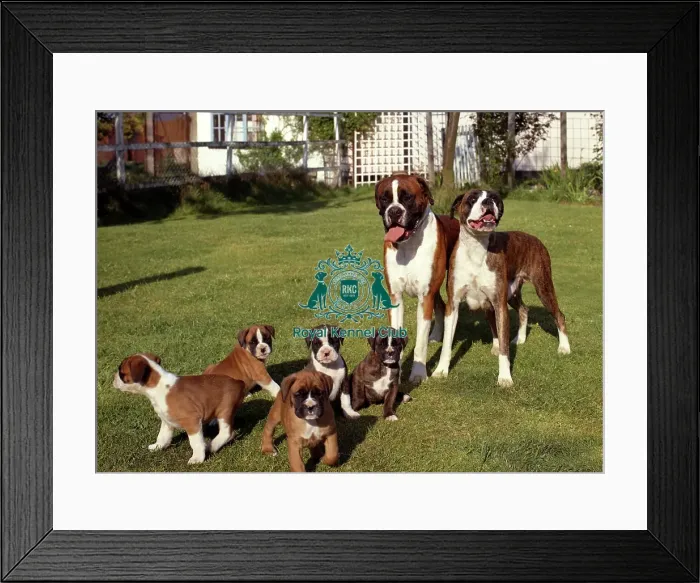 Framed Print : Boxers