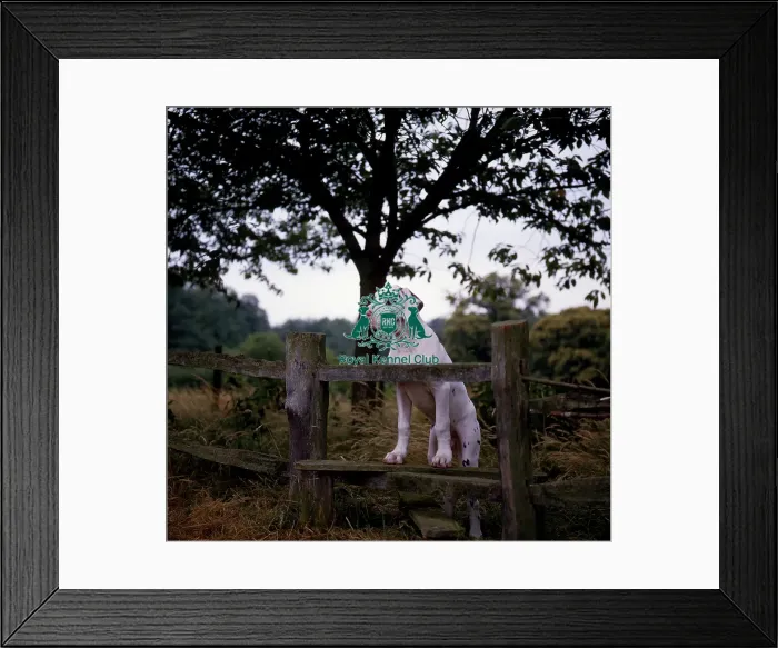 Framed Print : Great Dane Puppy Framed Print : Great Dane Puppy