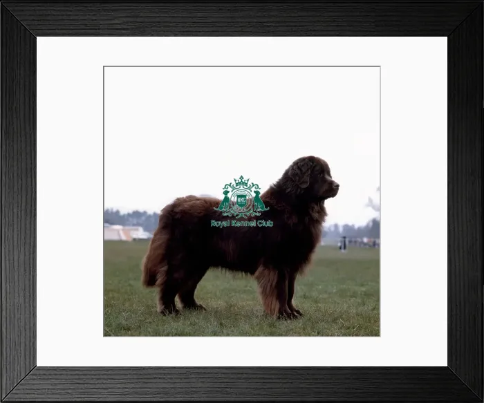 Framed Print : Newfoundland Framed Print : Newfoundland
